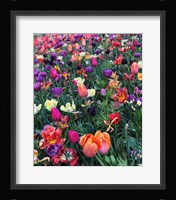 Fields of Color Fine Art Print
