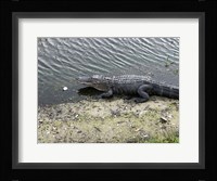 Lost Ball Fine Art Print