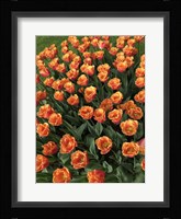 Tulip Festival Fine Art Print