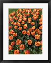 Tulip Festival Fine Art Print