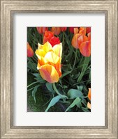 Tulip Time Fine Art Print