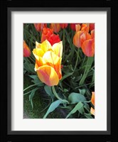 Tulip Time Fine Art Print