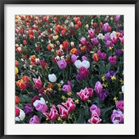 Tulips! Tulips! Fine Art Print