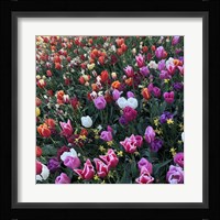 Tulips! Tulips! Fine Art Print