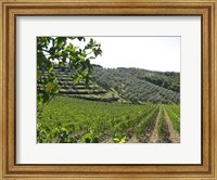 Tuscan Hills Fine Art Print