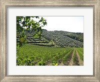 Tuscan Hills Fine Art Print