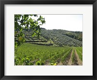 Tuscan Hills Fine Art Print