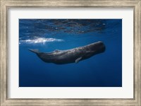 Sperm Whale Fine Art Print