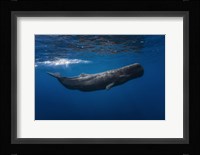 Sperm Whale Fine Art Print