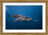 WhaleSshark Fine Art Print