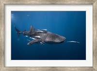 WhaleSshark Fine Art Print