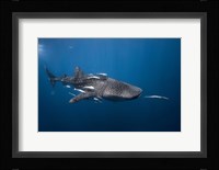 WhaleSshark Fine Art Print