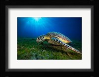 Green Turtle Fine Art Print