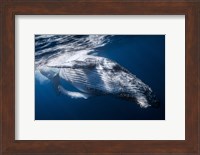The Whale Fine Art Print
