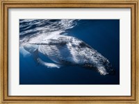 The Whale Fine Art Print