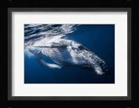 The Whale Fine Art Print