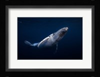 Humpback Whale Fine Art Print