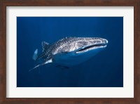 Whale Shark Fine Art Print