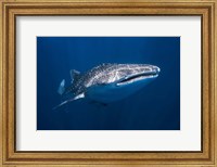 Whale Shark Fine Art Print