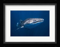 Whale Shark Fine Art Print