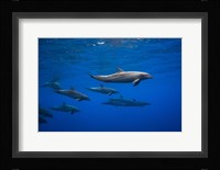 Dolphins Fine Art Print