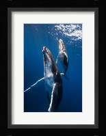 Back to the Surface Fine Art Print