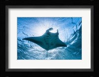 Manta Ray Fine Art Print
