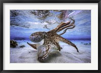Dancing Octopus Fine Art Print