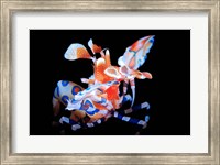 Harlequin Shrimp Fine Art Print
