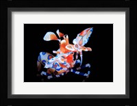 Harlequin Shrimp Fine Art Print