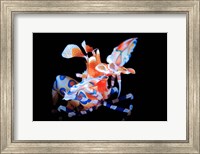 Harlequin Shrimp Fine Art Print