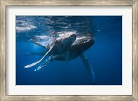 Humpback Whale Fine Art Print