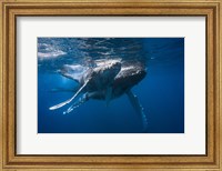 Humpback Whale Fine Art Print