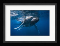 Humpback Whale Fine Art Print