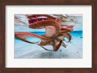 The Cctopus Underside Fine Art Print