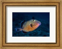 Blue Triggerfish Fine Art Print