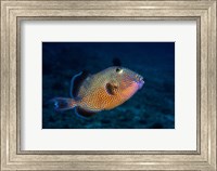 Blue Triggerfish Fine Art Print