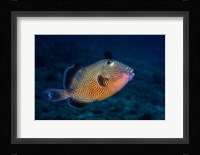 Blue Triggerfish Fine Art Print