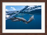 Dolphins Fine Art Print