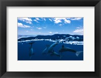 Between Air and Water with the Dolphins Fine Art Print