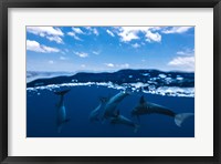Between Air and Water with the Dolphins Fine Art Print