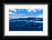 Between Air and Water with the Dolphins Fine Art Print