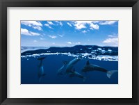Between Air and Water with the Dolphins Fine Art Print