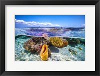 Lagoon Life Fine Art Print