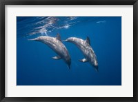 Two Bottlenose Dolphins Fine Art Print
