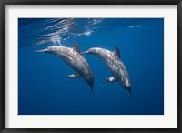 Two Bottlenose Dolphins Fine Art Print
