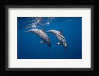 Two Bottlenose Dolphins Fine Art Print