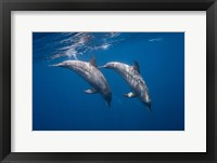 Two Bottlenose Dolphins Fine Art Print