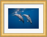 Two Bottlenose Dolphins Fine Art Print