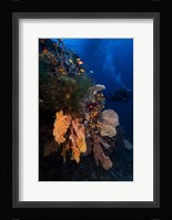Diving Fine Art Print